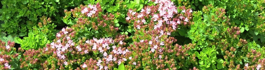 Origanum banner